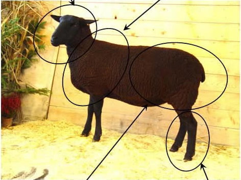 Mouton de race noire suisse - cliquez sur l'image pour en savoir plus